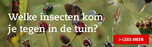 Welke insecten kom je tegen in de tuin?