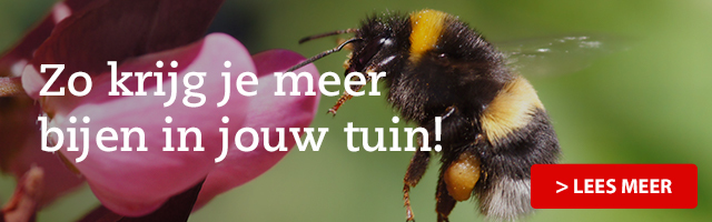 Zo krijg je meer bijen in jouw tuin!