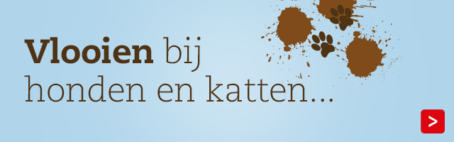 Vlooien bij honden en katten