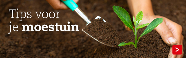 Moestuin Blog "Tips voor je moestuin"
