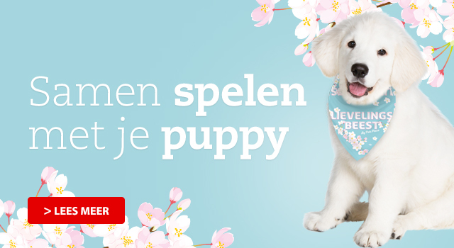 Spelen met je pup - hoe kan je dit het beste doen?