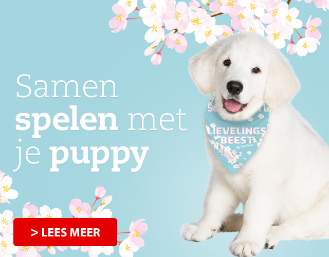 Spelen met je pup - hoe kan je dit het beste doen?